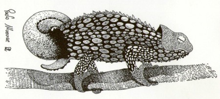 Camaleonte - China - 1982 (Collezione Privata)